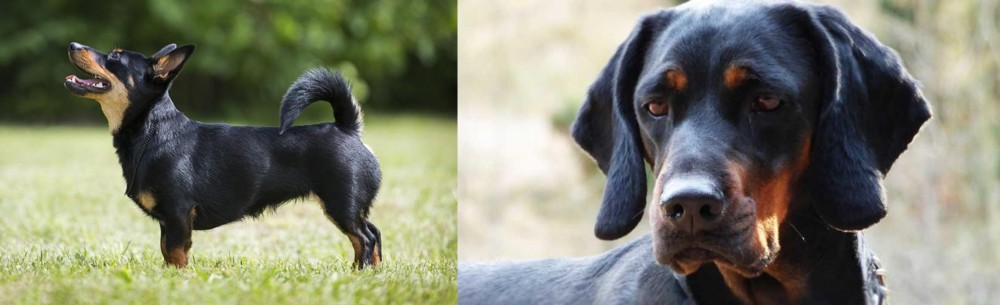 Polish Hunting Dog vs Lancashire Heeler - Breed Comparison