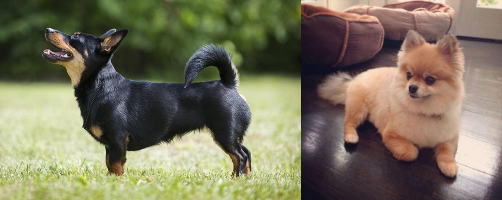 Pomeranian vs Lancashire Heeler - Breed Comparison