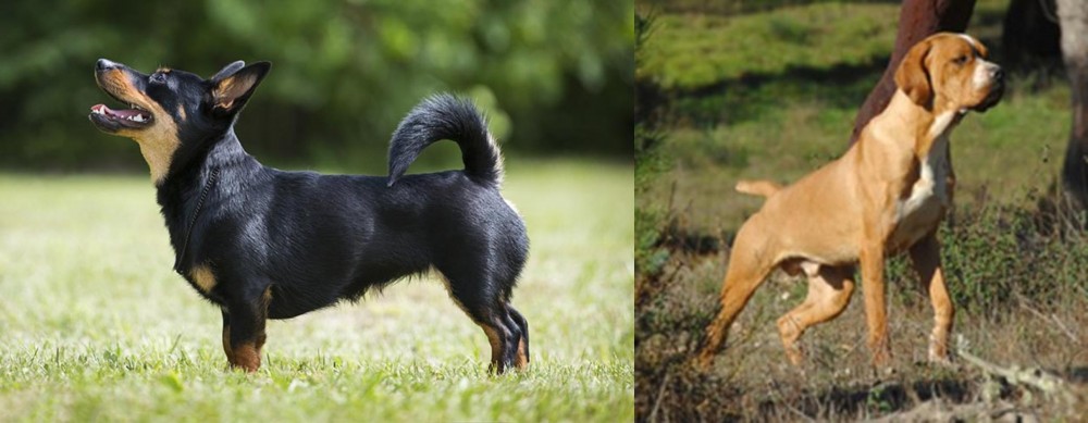 Portuguese Pointer vs Lancashire Heeler - Breed Comparison