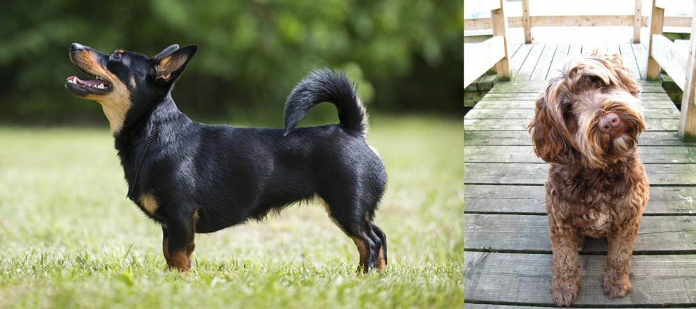 Portuguese Water Dog vs Lancashire Heeler - Breed Comparison