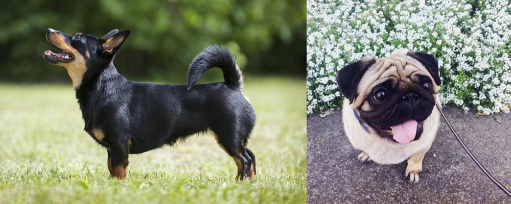 Pug vs Lancashire Heeler - Breed Comparison