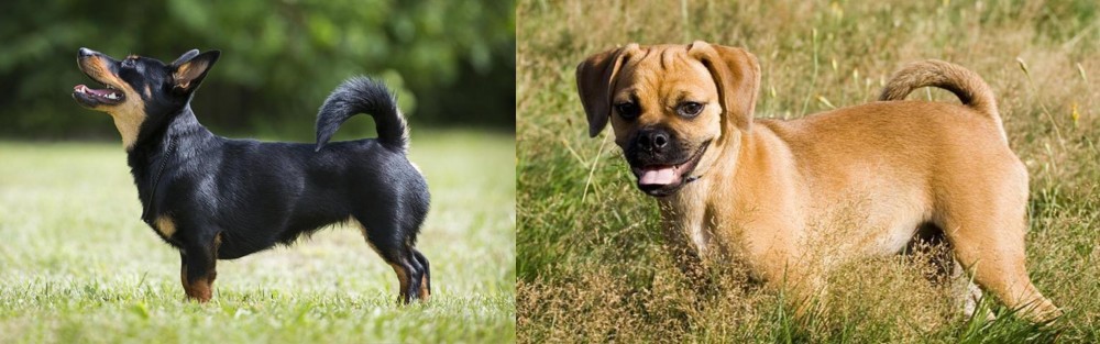Puggle vs Lancashire Heeler - Breed Comparison