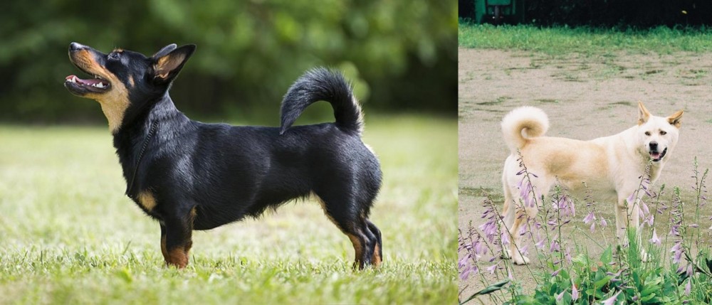 Pungsan Dog vs Lancashire Heeler - Breed Comparison