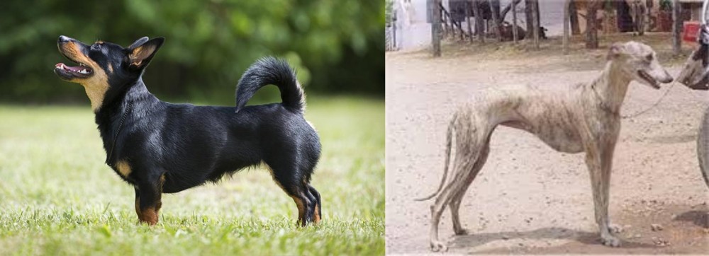 Rampur Greyhound vs Lancashire Heeler - Breed Comparison