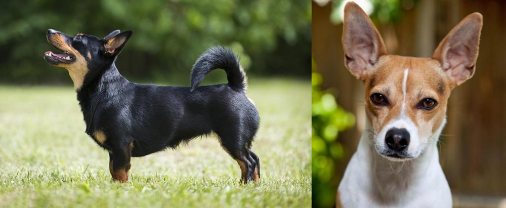 Rat Terrier vs Lancashire Heeler - Breed Comparison