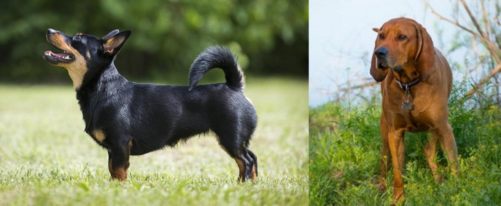 Redbone Coonhound vs Lancashire Heeler - Breed Comparison