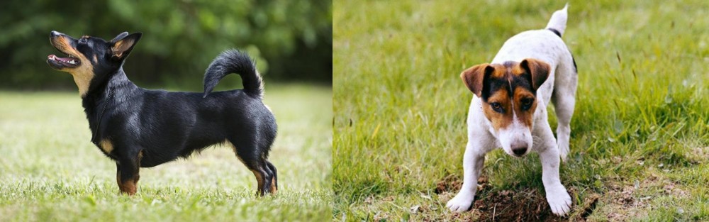 Russell Terrier vs Lancashire Heeler - Breed Comparison