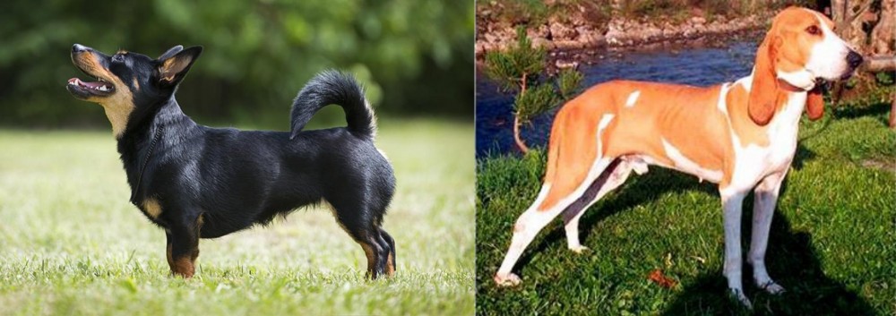 Schweizer Laufhund vs Lancashire Heeler - Breed Comparison