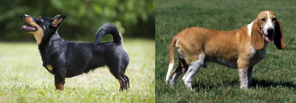 Schweizer Niederlaufhund vs Lancashire Heeler - Breed Comparison
