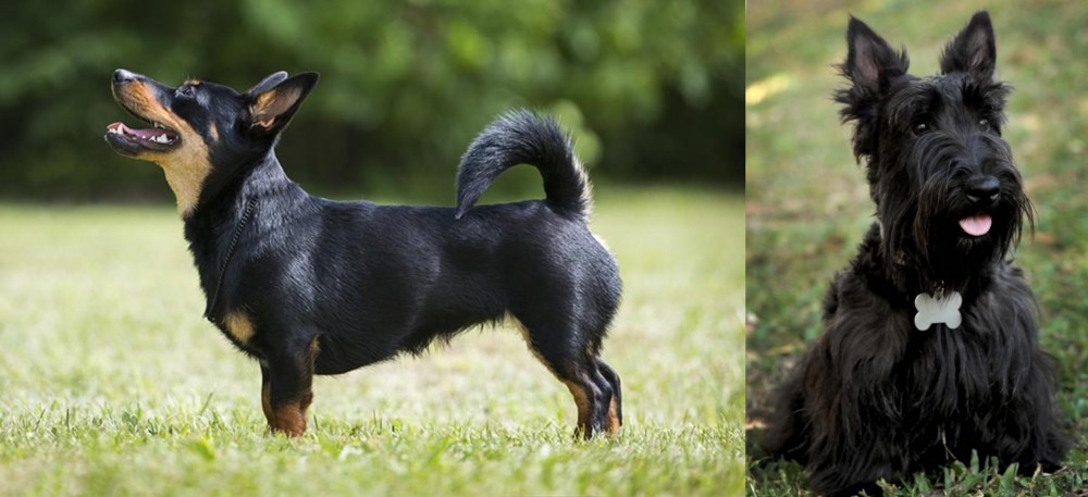 Scoland Terrier vs Lancashire Heeler - Breed Comparison
