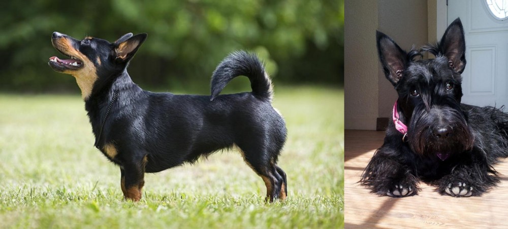 Scottish Terrier vs Lancashire Heeler - Breed Comparison