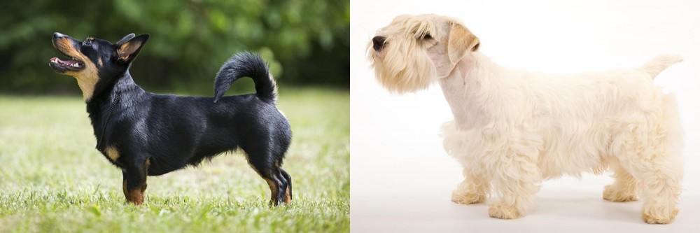 Sealyham Terrier vs Lancashire Heeler - Breed Comparison