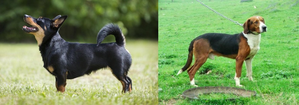 Serbian Tricolour Hound vs Lancashire Heeler - Breed Comparison