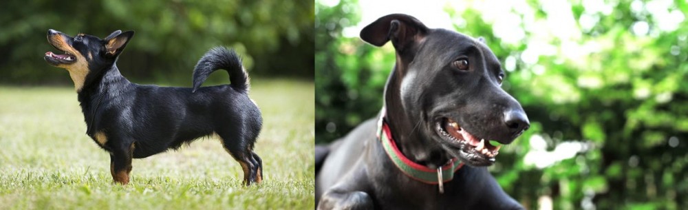 Shepard Labrador vs Lancashire Heeler - Breed Comparison