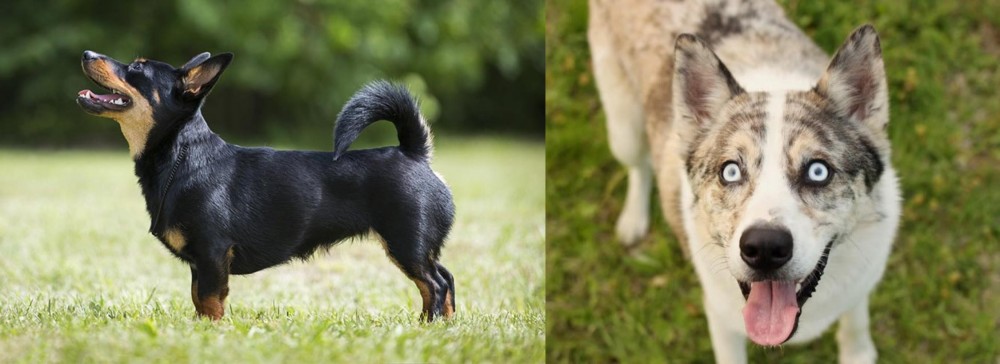 Shepherd Husky vs Lancashire Heeler - Breed Comparison