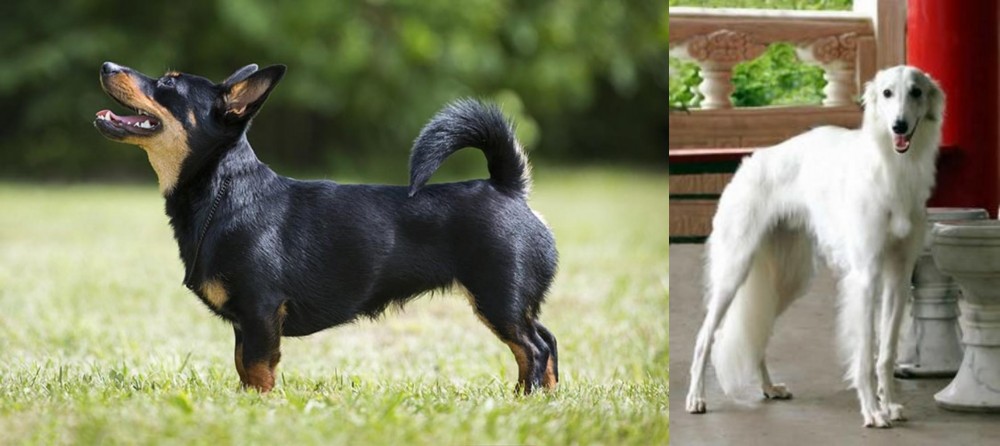 Silken Windhound vs Lancashire Heeler - Breed Comparison
