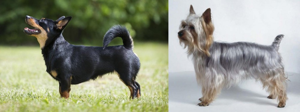 Silky Terrier vs Lancashire Heeler - Breed Comparison