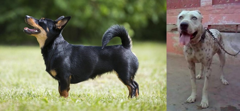 Sindh Mastiff vs Lancashire Heeler - Breed Comparison