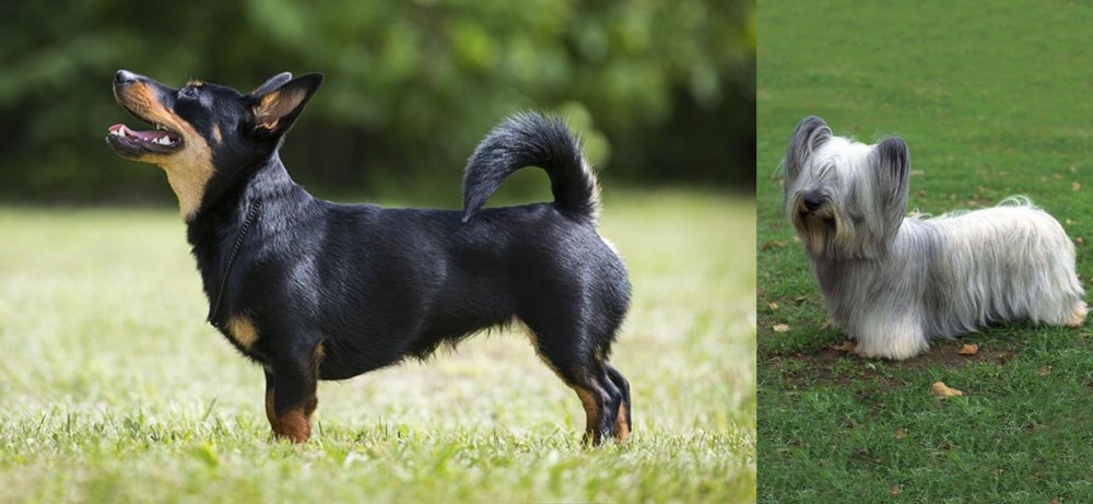 Skye Terrier vs Lancashire Heeler - Breed Comparison