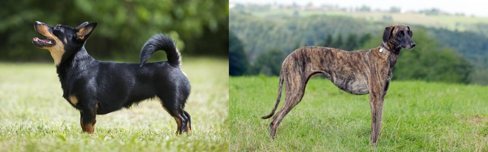 Sloughi vs Lancashire Heeler - Breed Comparison