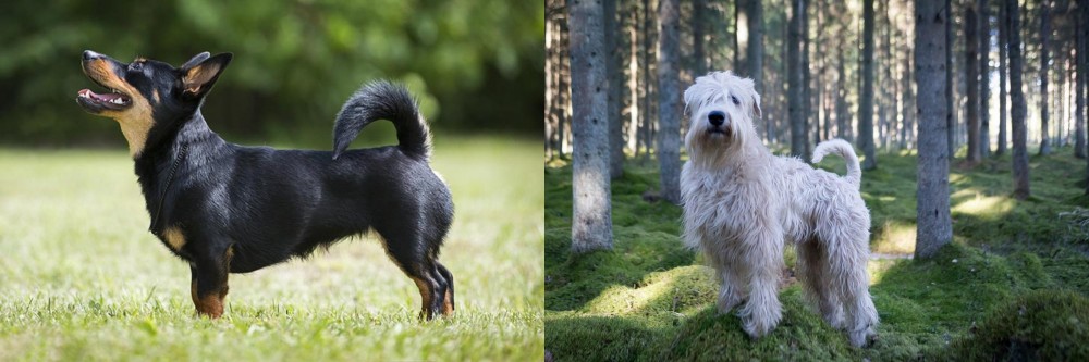 Soft-Coated Wheaten Terrier vs Lancashire Heeler - Breed Comparison