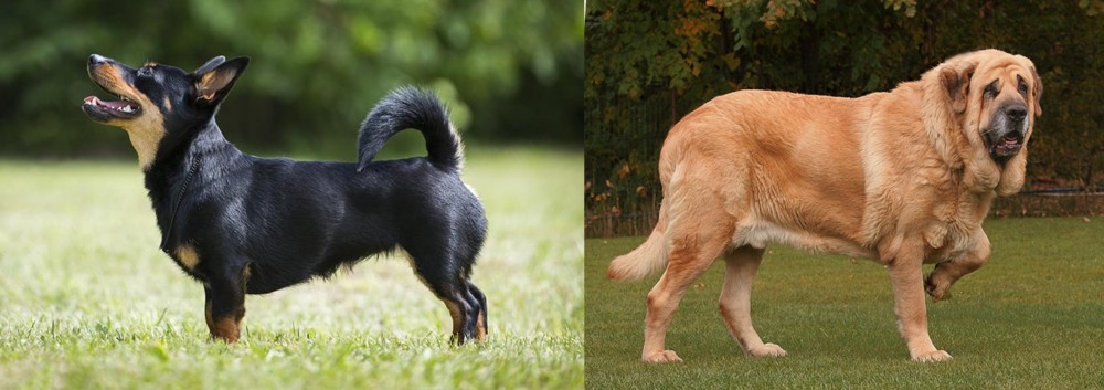 Spanish Mastiff vs Lancashire Heeler - Breed Comparison
