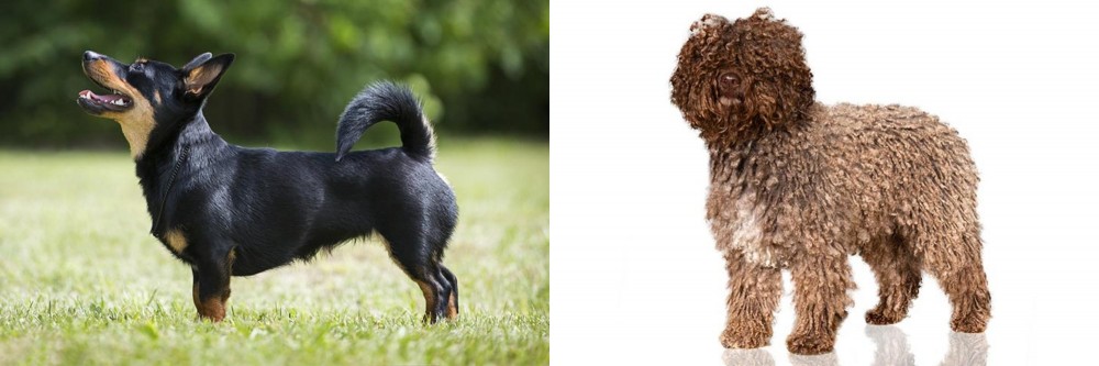Spanish Water Dog vs Lancashire Heeler - Breed Comparison