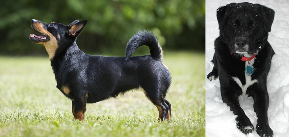 St. John's Water Dog vs Lancashire Heeler - Breed Comparison