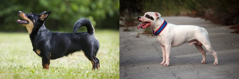 Staffordshire Bull Terrier vs Lancashire Heeler - Breed Comparison