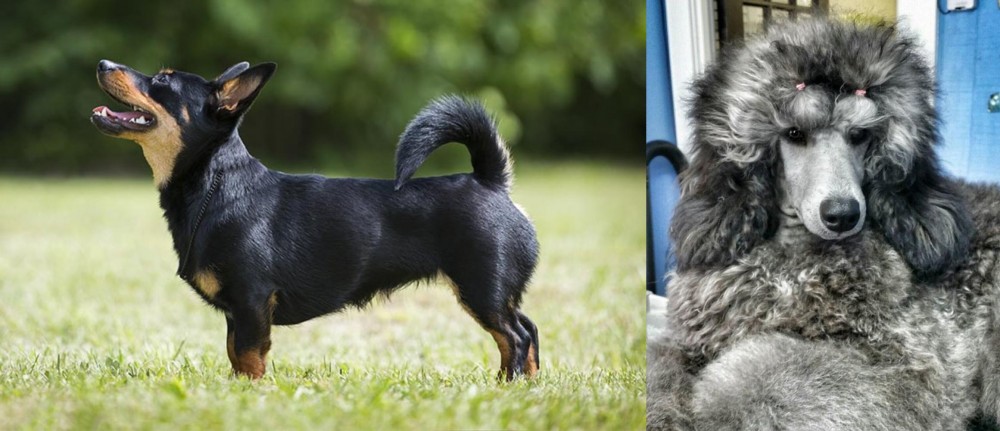 Standard Poodle vs Lancashire Heeler - Breed Comparison