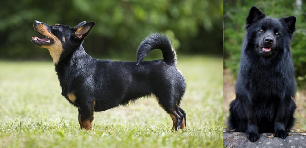 Swedish Lapphund vs Lancashire Heeler - Breed Comparison