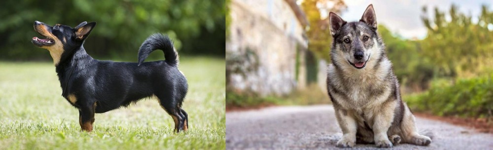 Swedish Vallhund vs Lancashire Heeler - Breed Comparison