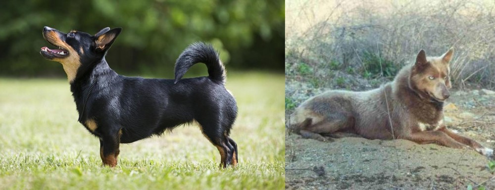Tahltan Bear Dog vs Lancashire Heeler - Breed Comparison