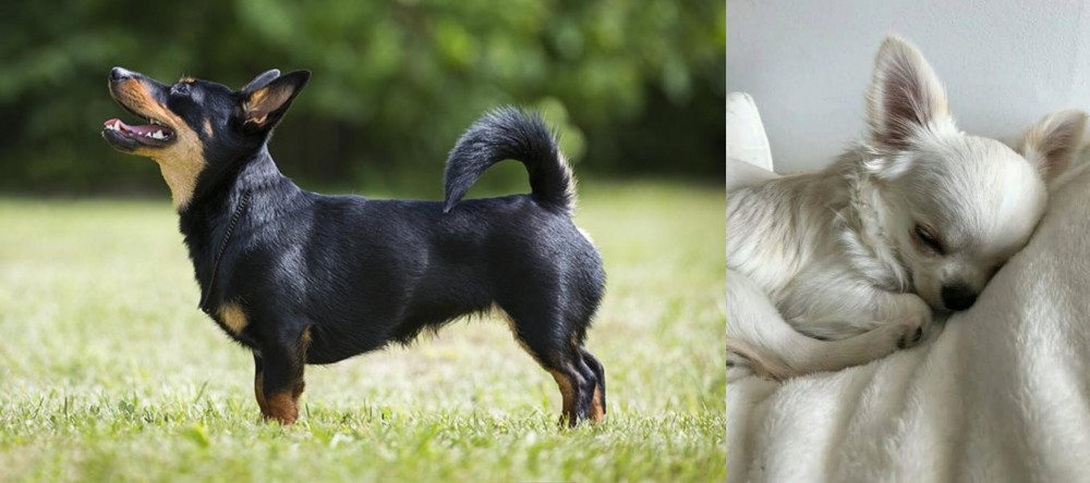 Tea Cup Chihuahua vs Lancashire Heeler - Breed Comparison