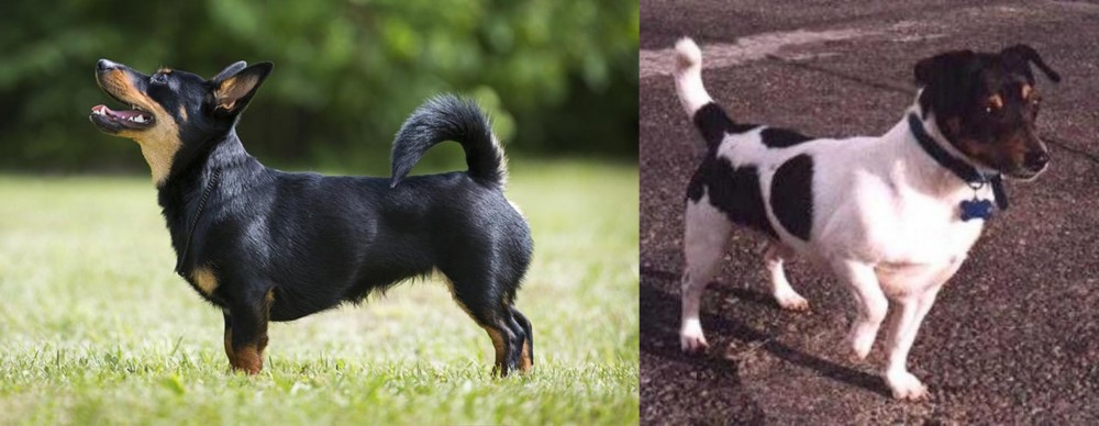 Teddy Roosevelt Terrier vs Lancashire Heeler - Breed Comparison