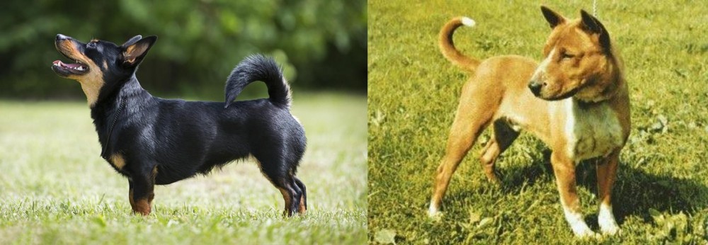 Telomian vs Lancashire Heeler - Breed Comparison