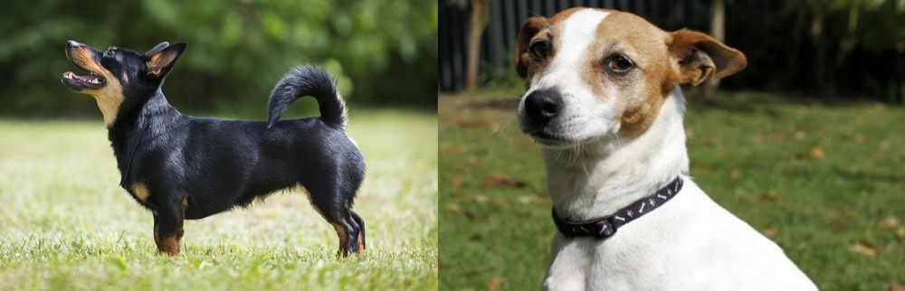 Tenterfield Terrier vs Lancashire Heeler - Breed Comparison