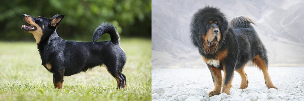Tibetan Mastiff vs Lancashire Heeler - Breed Comparison