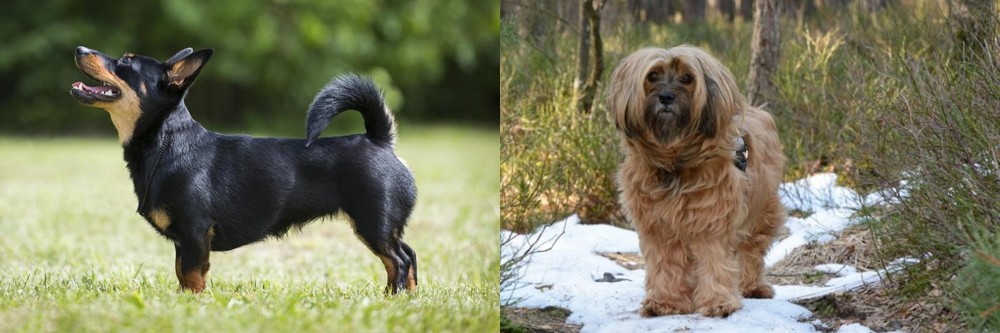 Tibetan Terrier vs Lancashire Heeler - Breed Comparison