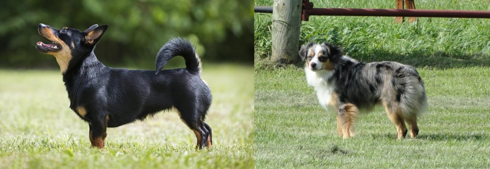 Toy Australian Shepherd vs Lancashire Heeler - Breed Comparison