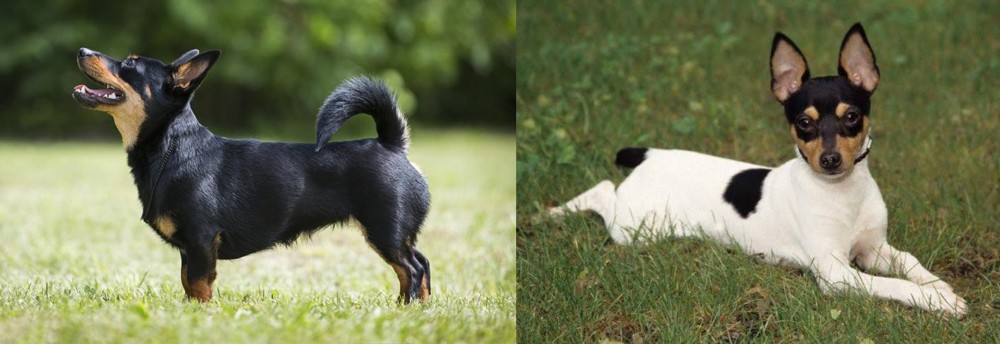 Toy Fox Terrier vs Lancashire Heeler - Breed Comparison