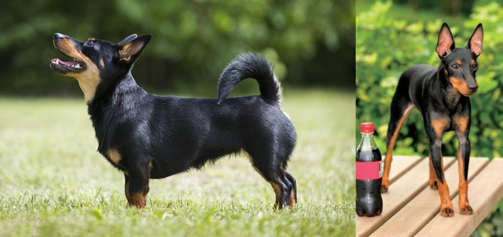 Toy Manchester Terrier vs Lancashire Heeler - Breed Comparison