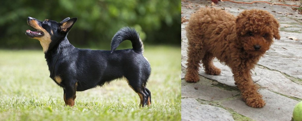 Toy Poodle vs Lancashire Heeler - Breed Comparison