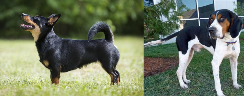 Treeing Walker Coonhound vs Lancashire Heeler - Breed Comparison