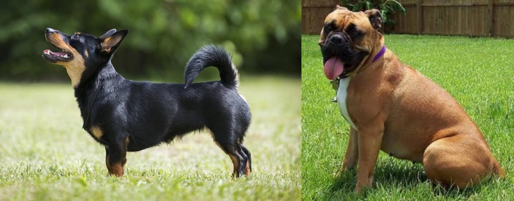 Valley Bulldog vs Lancashire Heeler - Breed Comparison
