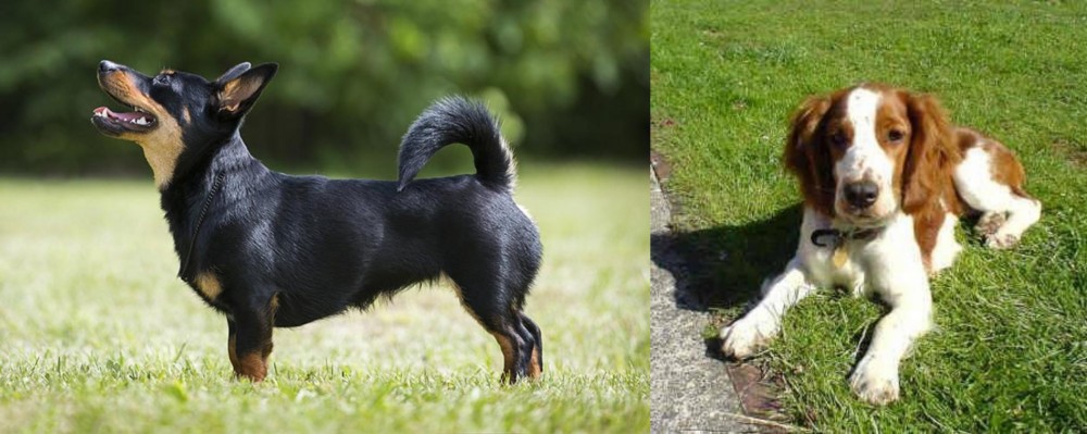 Welsh Springer Spaniel vs Lancashire Heeler - Breed Comparison