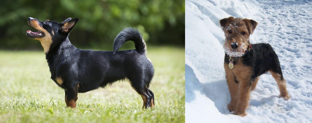 Welsh Terrier vs Lancashire Heeler - Breed Comparison