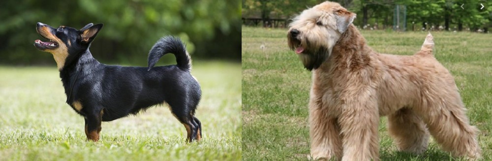 Wheaten Terrier vs Lancashire Heeler - Breed Comparison
