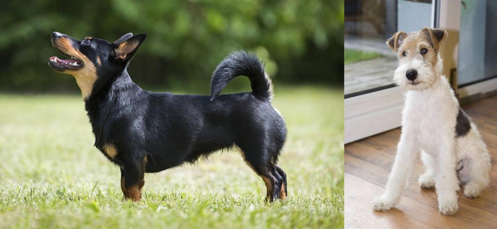 Wire Fox Terrier vs Lancashire Heeler - Breed Comparison