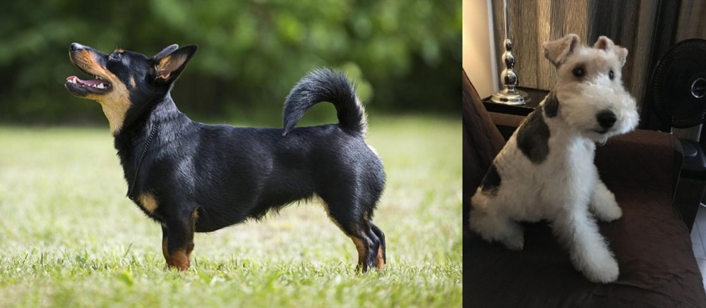 Wire Haired Fox Terrier vs Lancashire Heeler - Breed Comparison
